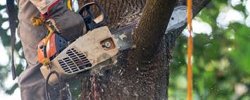 Best Storm Damage Tree Cleanup  in Shorewood, WI