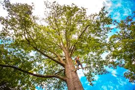 Best Pest Control for Lawns  in Shorewood, WI