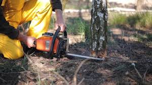 Best Hazardous Tree Removal  in Shorewood, WI