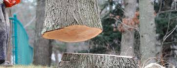 Best Tree Cabling and Bracing  in Shorewood, WI