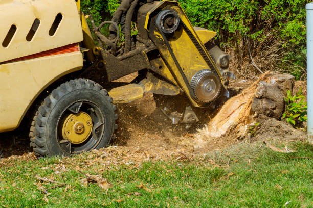 Best Firewood Processing and Delivery  in Shorewood, WI