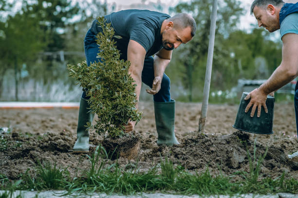 Best Lawn Grading and Leveling  in Shorewood, WI