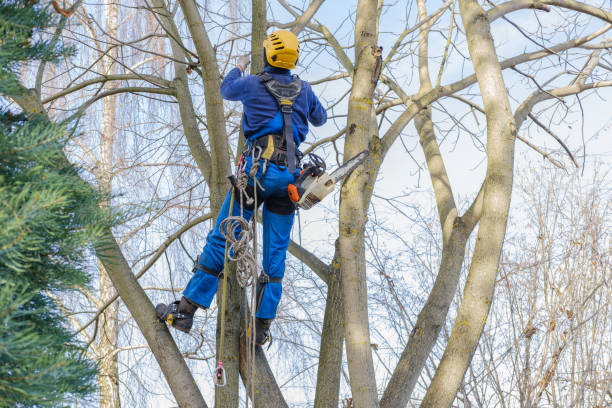 Best Tree Removal  in Shorewood, WI