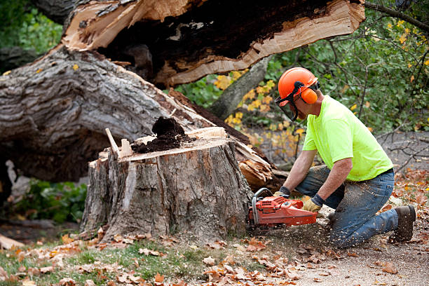Best Landscape Design and Installation  in Shorewood, WI
