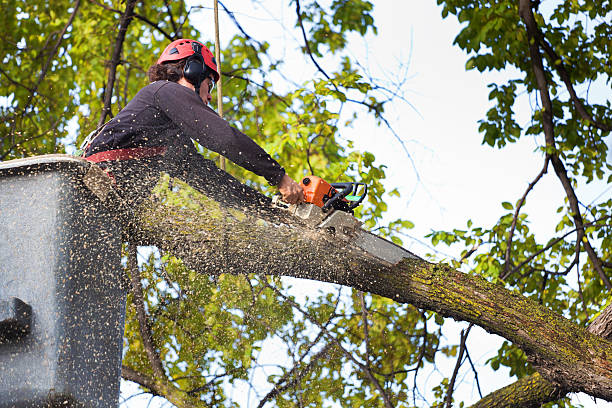 Best Tree Cabling and Bracing  in Shorewood, WI
