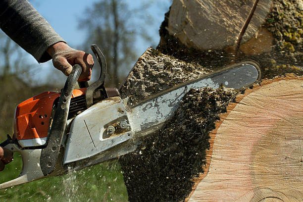 Best Tree Health Inspection  in Shorewood, WI