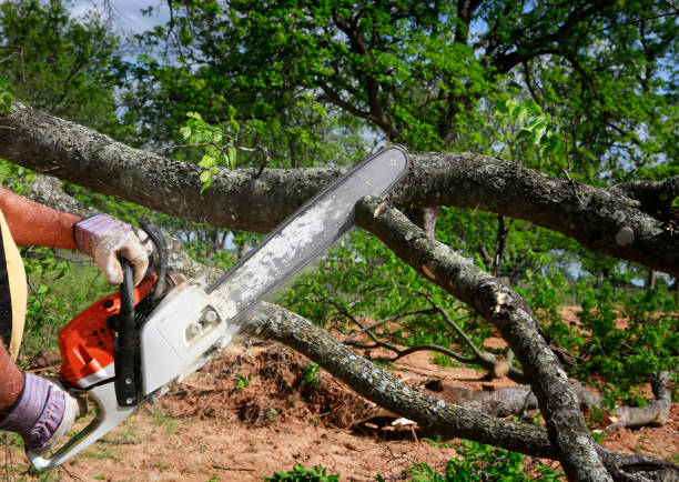 Best Leaf Removal  in Shorewood, WI