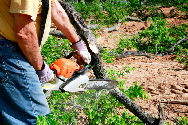 Best Tree Risk Assessment  in Shorewood, WI