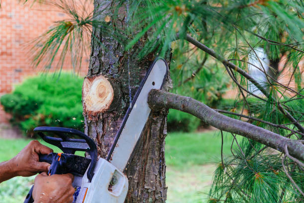 Best Fruit Tree Pruning  in Shorewood, WI